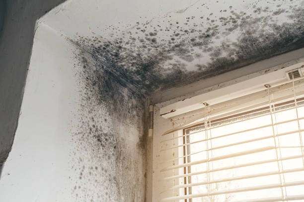 Affordable Mold Remediation solutions in Linden, NJ