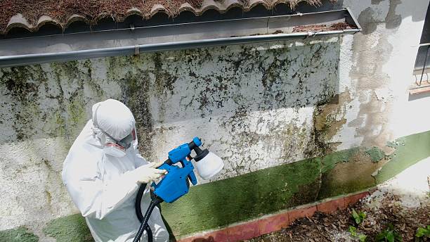 Top rated local Mold Remediation specialists in Linden, NJ